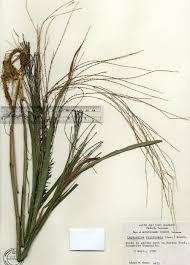 Image result for Leptochloa panicea