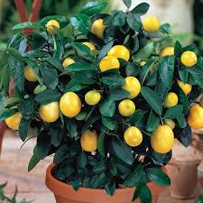 For potted lemon trees, a good rule of thumb is to stick your finger in the soil to the depth of about two inches. What S Wrong With My Meyer Lemon Growing Fruit Trees Fruit Trees In Containers Meyer Lemon Tree