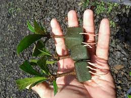 Cara Melakukan Setek Akar Untuk Tanaman Bonsai Tanamanku Net 2021