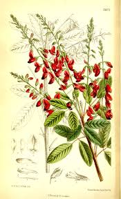 Image result for Ochthocharis dicellandroides