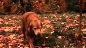 And sassy, a cautious cat, are dropped off at a friend's ranch. 25 Fun Facts About Homeward Bound The Incredible Journey