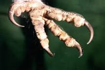 Image of Barred Owl talons