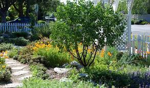 Pin On Gardening California Native Low Water Landscaping