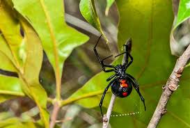 Black widow spider venom affects the nervous system. Spencer Pest Servicesthe Dangers Summer Spider Infestations Bring With Them Spencer Pest Services