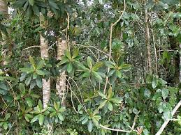 Image result for Rapanea melanophloeos