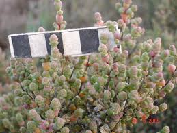 Image result for Halosarcia