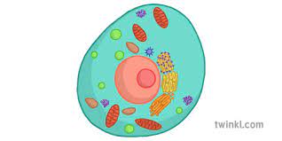 A bacteria diagram clearly helps us to benefit more approximately this unmarried cell organisms that have neither. What Is A Cell Answered Twinkl Teaching Wiki