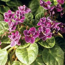 Just make sure to take. Yard And Garden African Violets News