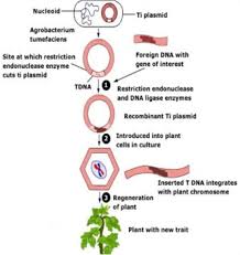 Other articles where transgenic organism is discussed: Transgenic Or Gmo What Is The Difference Ricochet Science