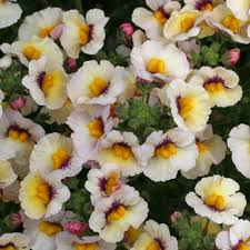 Image result for Nemesia lilacina