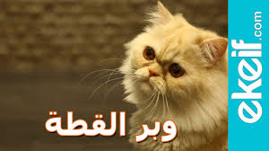كيف ن نظ ف وبر القطة عن الأثاث Youtube