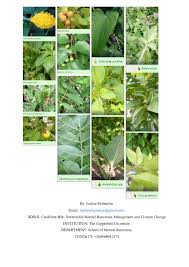 Image result for Magnistipula butayei