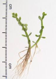 Image result for Elatine