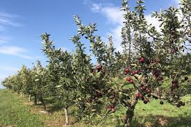 Find 24 listings related to apple orchards milton ny in salt point on yp.com. Apple Picking Greig Farm