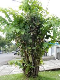 Image result for Caryota