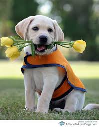 Tumblr Labrador Puppy Cute Animals Puppies