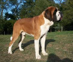 Sint Bernard Korthaar St Bernard Short Coat St Bernard Dogs Saint Bernard Bernard Dog