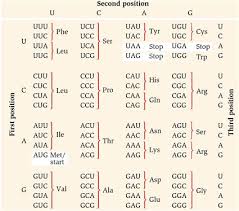 Check spelling or type a new query. Solved How To Translate Mrna Sequence Into Protein Sequence