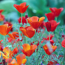 Image result for Eschscholzia