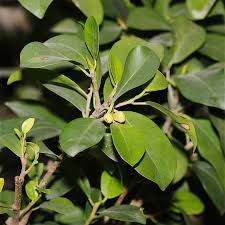 Image result for Ficus laurifolia