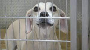 Pet beim führenden marktplatz für gebrauchtmaschinen kaufen Pet Rescue Owner Don T Give Animals As Holiday Gifts