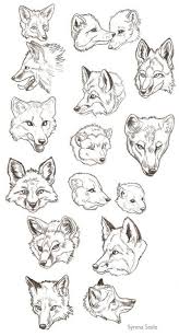 Red Fox Or Wolf Anatomy Guide Head And Expression Study Animal Drawing Reference Dessin Art Dessin Dessin Anime