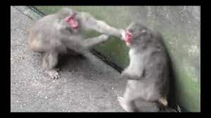 Animal Fight.monkey Fight - Youtube