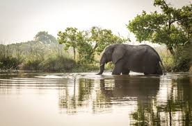 Elephant Hunting In Africa | Montefeltro