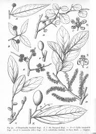 Image result for Pentarhopalopilia