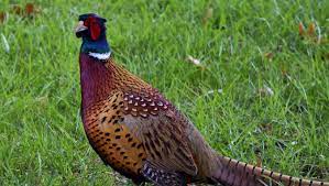 A vacant pond lot near the village with direct water access; Pennsylvania Game Commission To Close Two Pheasant Farms
