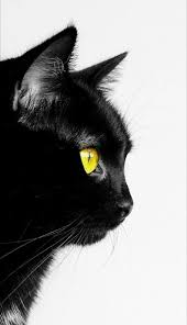 Pin De Beyza Em Cat Caes Pugs Animais Tatuagem Gato Preto