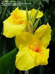Pin On Cannas Yellow