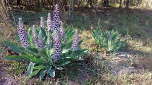 Each leaf has multiple tips and the underside is generally a reddish purple. North Florida Wild Roadside Purple Flower Spikes With Fuzzy Leaves Whatsthisplant