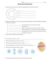 Put the following stages of mitosis in order: Mitosisreviewworksheet
