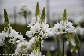 Image result for Ornithogalum pulchrum