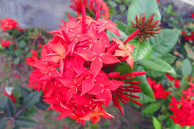 Image result for Combretaceae