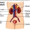 Video ini berisi materi pembelajaran tentang anatomi dan fisiologi sistem urinaria yang meliputi struktur anatomi ginjal, ureter 1
