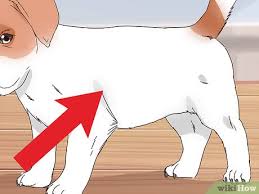 How To Choose A Jack Russell Puppy 15 Steps With Pictures