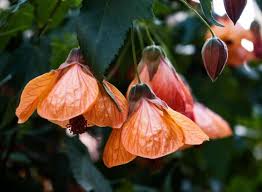Image result for Abutilon