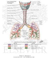 Bodily Organs Lunges Anatomy