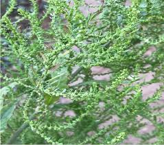 Image result for Dysphania