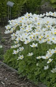 Anemone Sylvestris Snowdrop Wonderful Anemone White Flowers Brighten Up Any G Garten Bepflanzen Gartengestaltung Garten Planen
