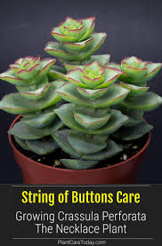 Unlike typical desert cacti, christmas cactus is native to the tropical. Pin On Pct Houseplant Care