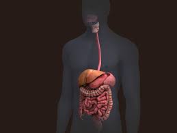 Professional medical products manufacture for more than 10 years. Zygote 3d Male Digestive System Model Human Medically Accurate