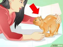 I can already hear both sides! How To Prevent A Cat From Spraying 12 Steps With Pictures
