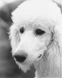 Black And White Standard Poodle For Sale Portrait Of Luna Poodle Puppy Standard Poodle Poodle