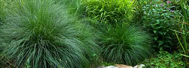 Choose from 210+ decorative grass graphic resources and download in the form of png, eps, ai or psd. Ornamental Grasses That Take The Heat Bioadvanced