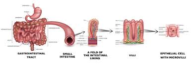 You can read more about roach's peculiar inquiries on the us military in her latest book grunt: What Does The Small Intestine Do