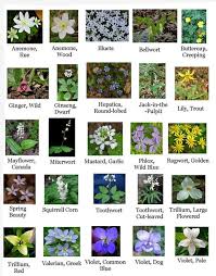 We did not find results for: Do You Love Wildflowers In The Spring Wolf Creek Narrows Is One Of The Places To Go And The Butler Outdoor Club Has A Hike J Wild Flowers May Flowers Ragwort