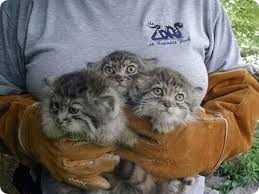 Today we celebrate the international pallas's cat day 🥳. Manul Manuly Viki Fandom